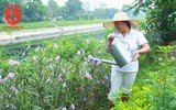 Đẹp ngỡ ngàng với con đường hoa tím bên dòng sông Tô Lịch